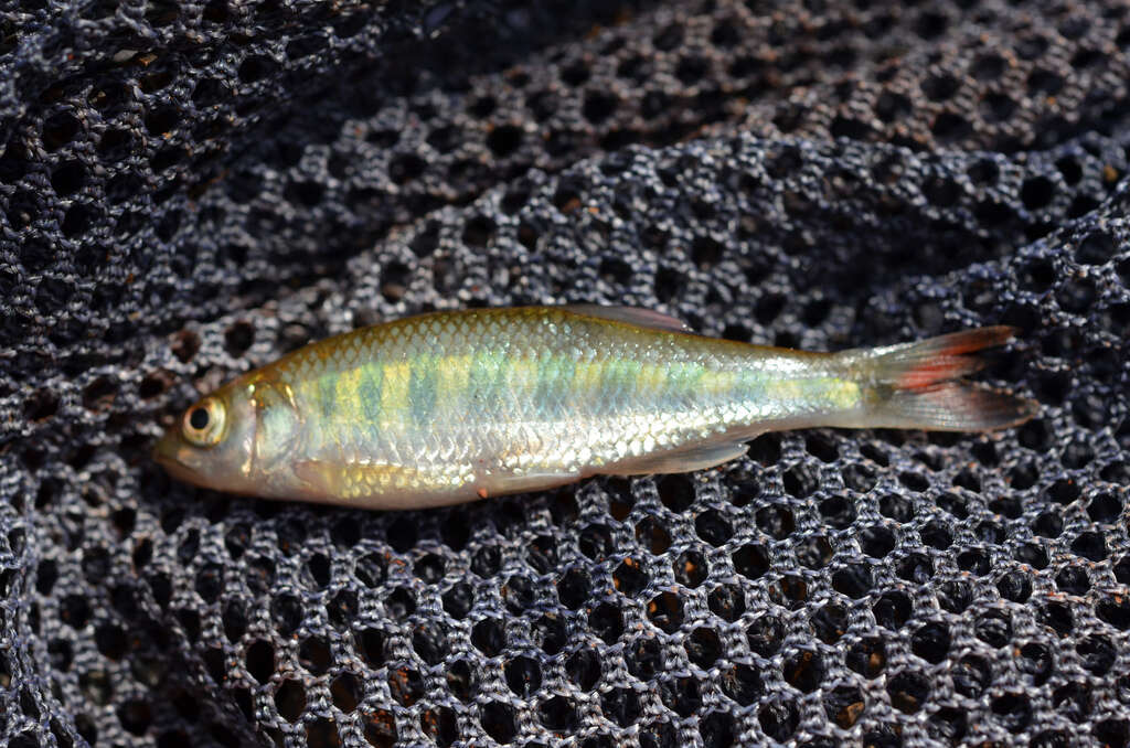 Image of Senegal Minnow