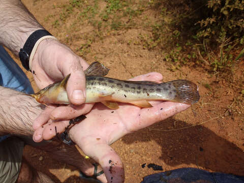 Image of Flatnose catfish