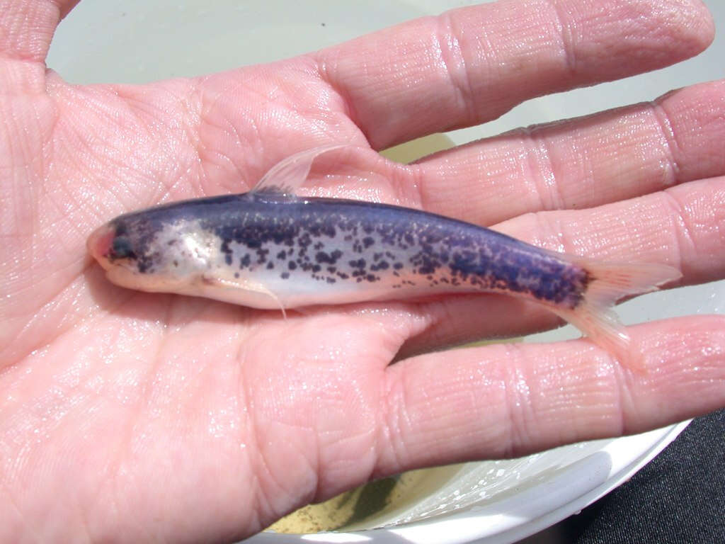 Image of marbled catfishes