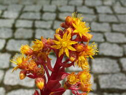 Image of Aeonium leucoblepharum Webb ex A. Rich.
