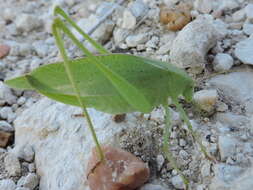 Image of Texas False Katydid