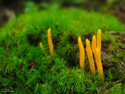 Image of Calocera viscosa (Pers.) Fr. 1821