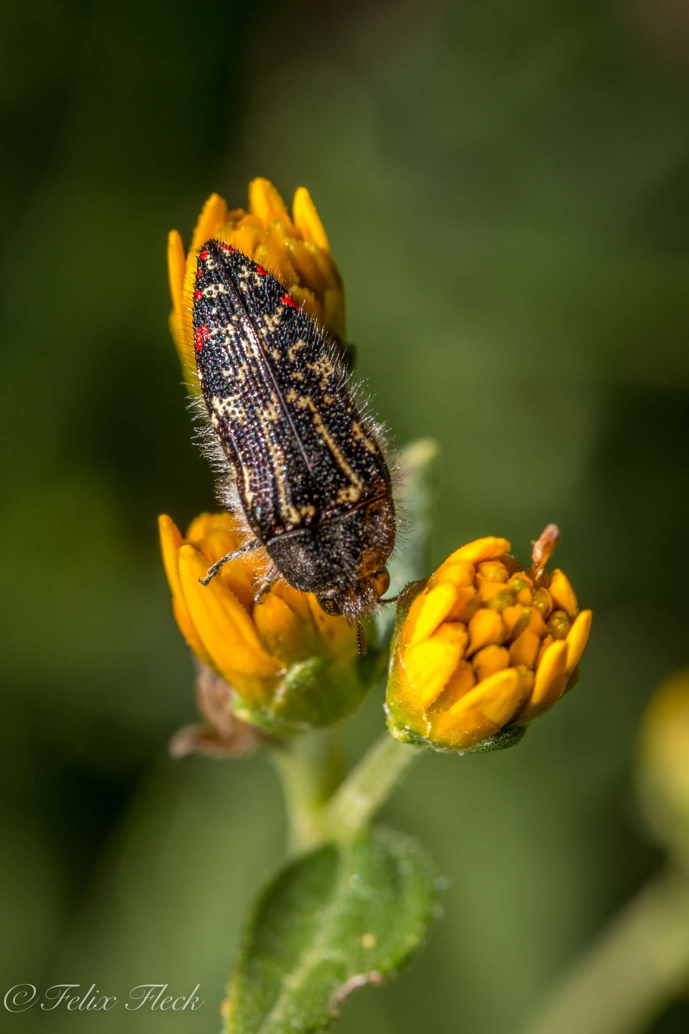 Image of Acmaeodera mudgei Westcott 2002