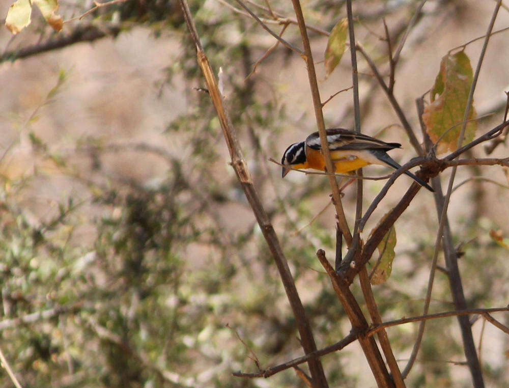 Image of Emberiza flaviventris kalaharica Roberts 1932