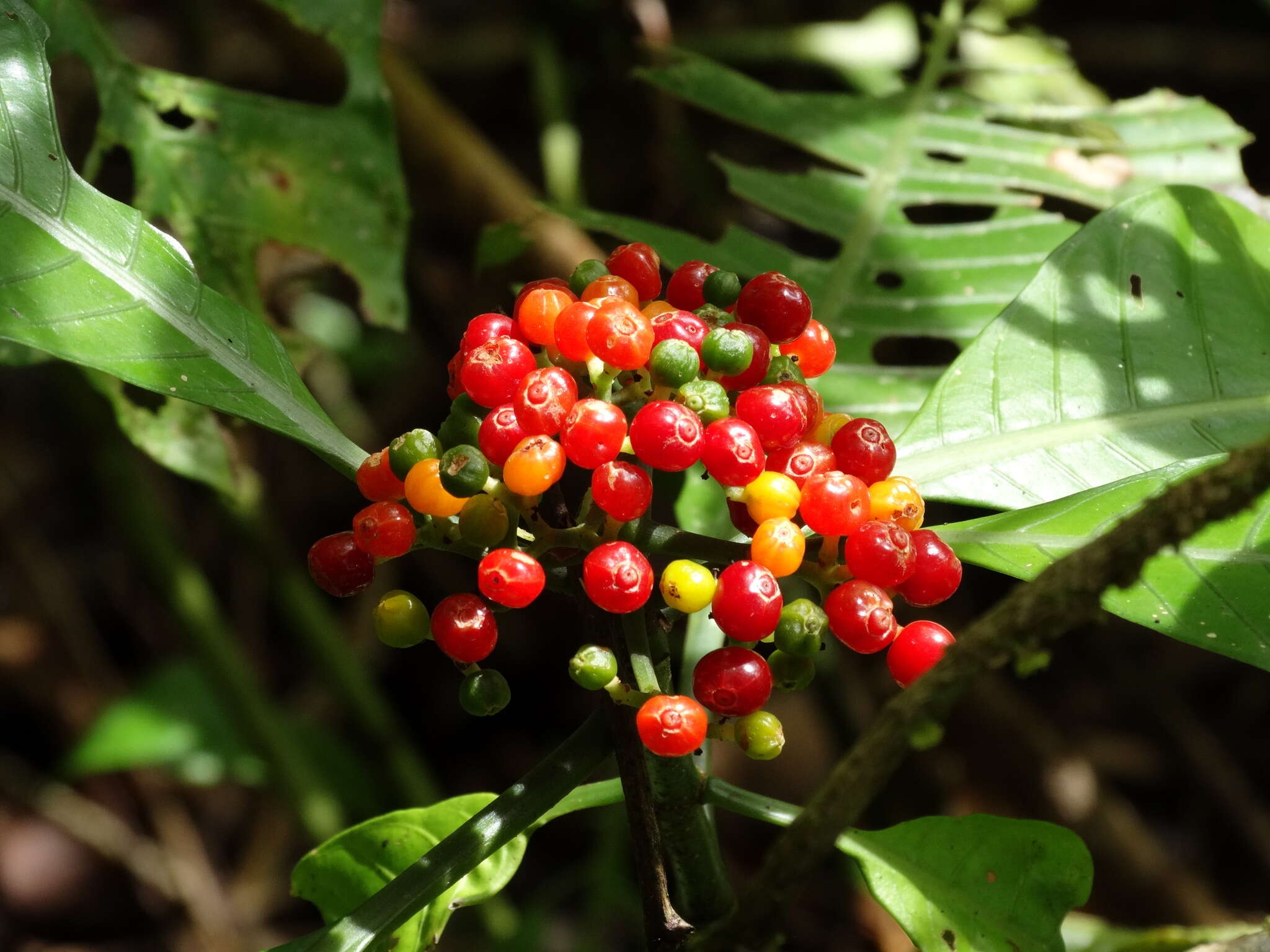 Plancia ëd Psychotria limonensis K. Krause