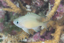 Image of Brown chromis