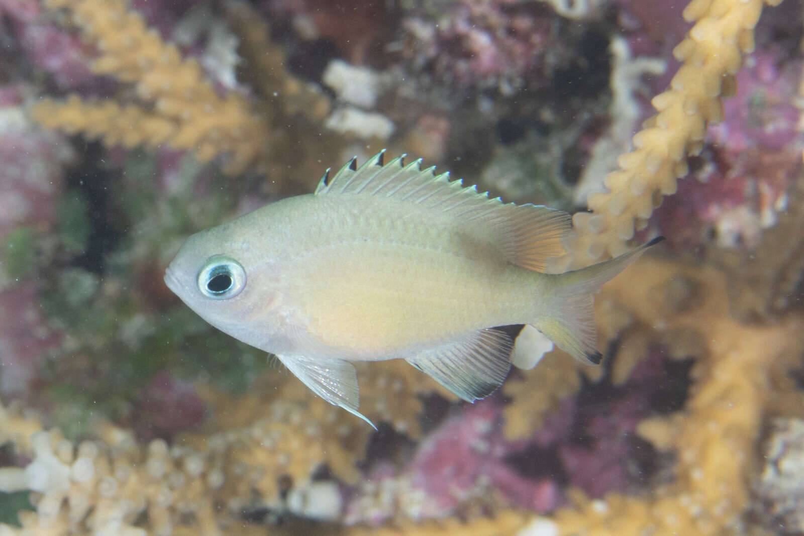 Image of Brown chromis