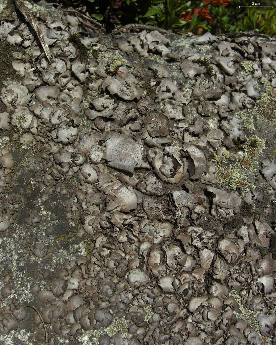 Image of Stippleback lichens