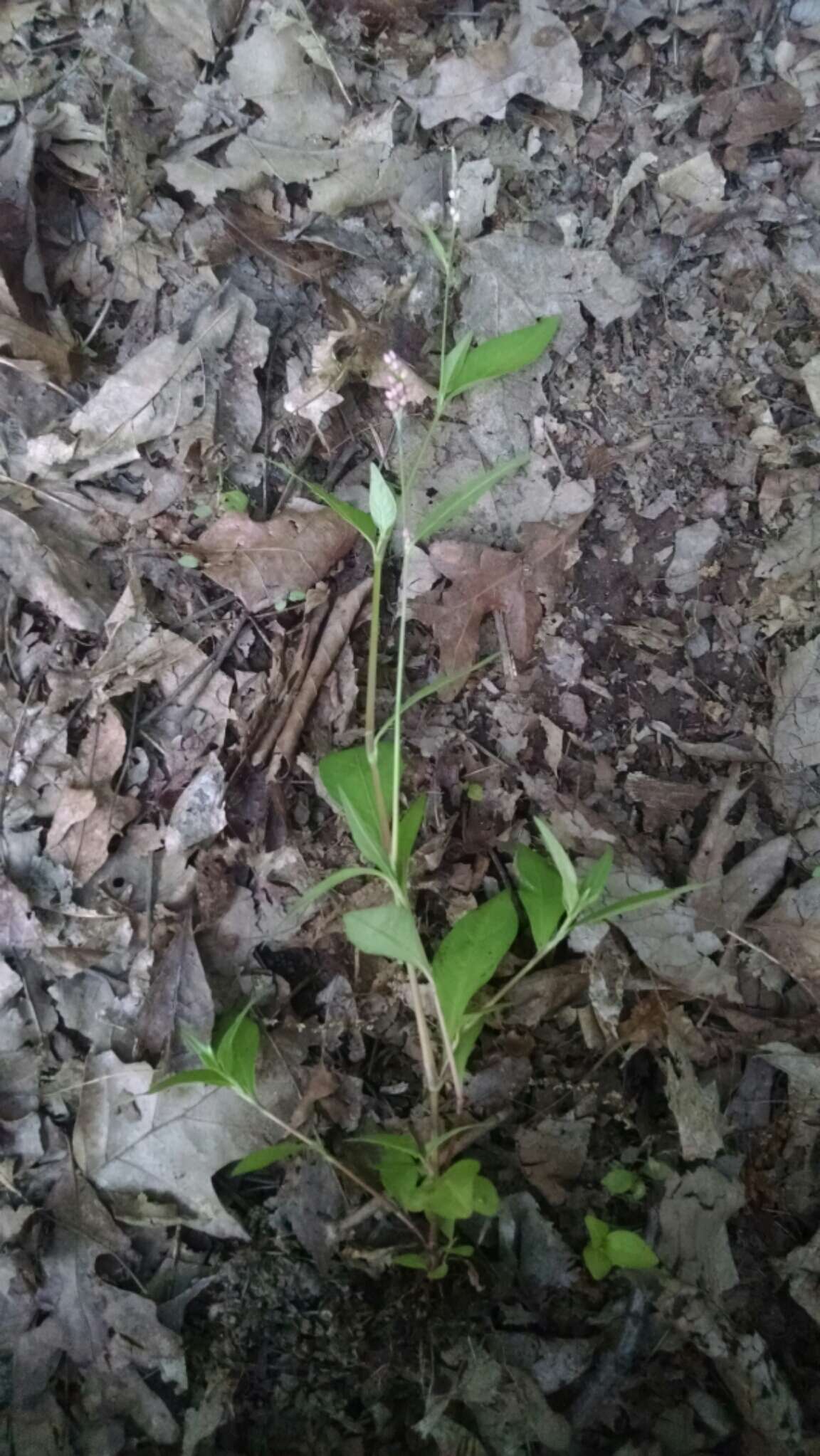 صورة Persicaria longiseta (De Bruyn) Kitagawa