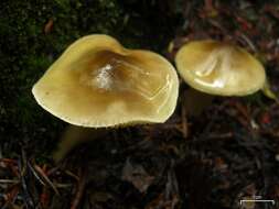 Image of Tricholoma sejunctum (Sowerby) Quél. 1872