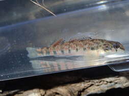 Image of Tombigbee darter