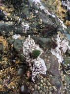 Image of Cladophora columbiana