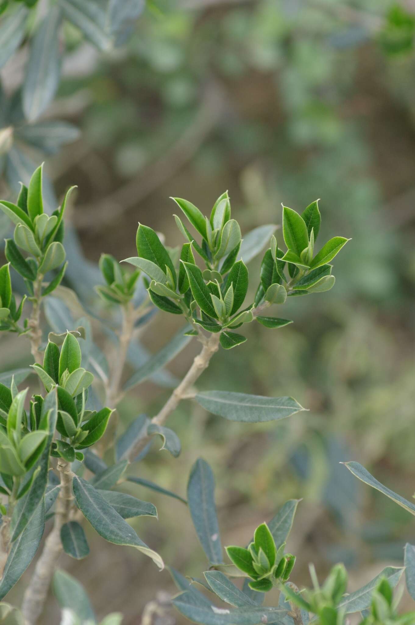 Plancia ëd Ozoroa mucronata (Bernh. ex Krauss) R. & A. Fernandes