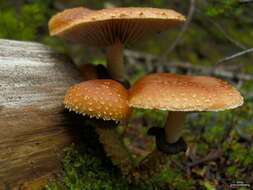 Leratiomyces squamosus (Pers.) Bridge & Spooner 2008 resmi