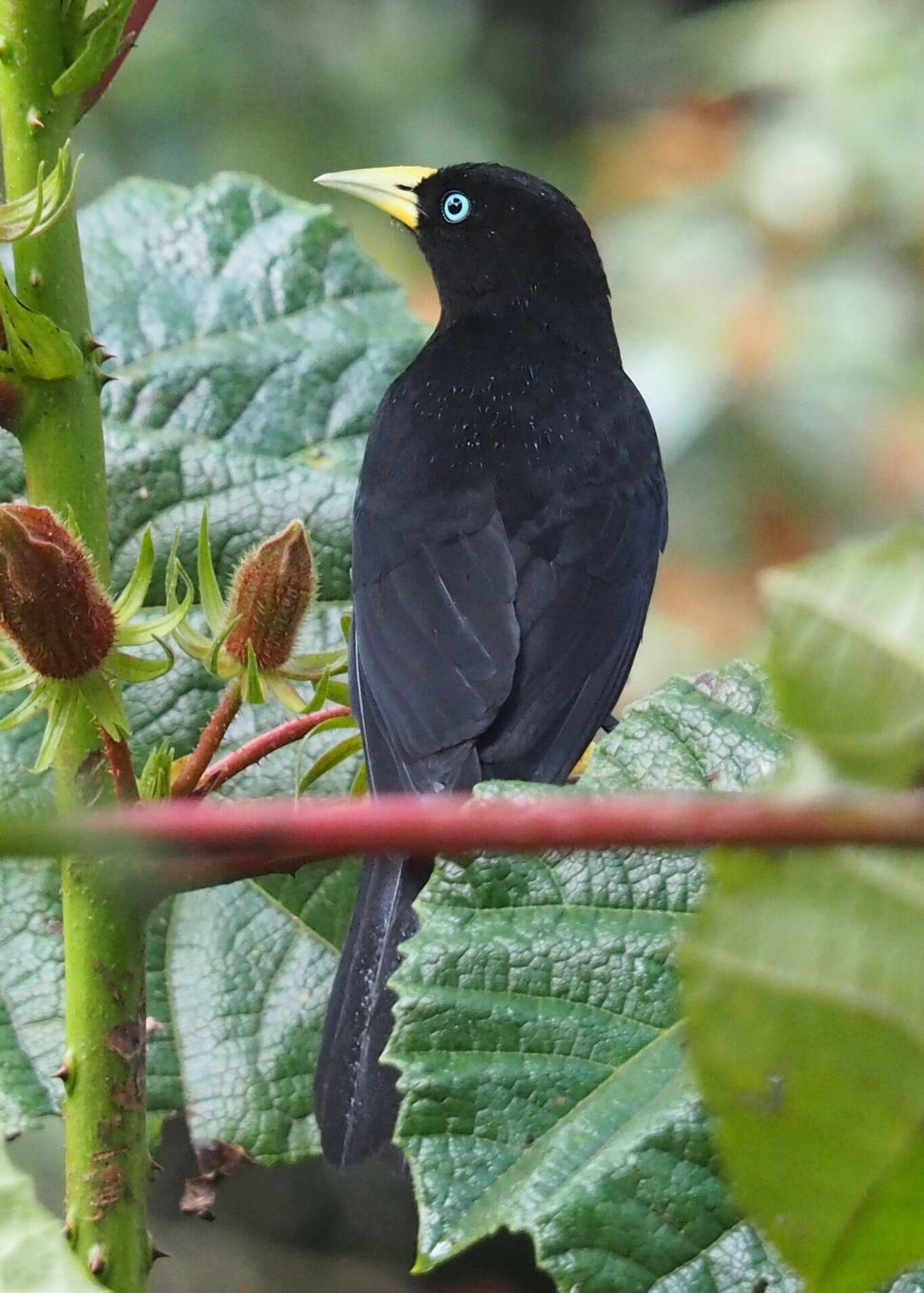 Image of Scarlet-rumped Cacique