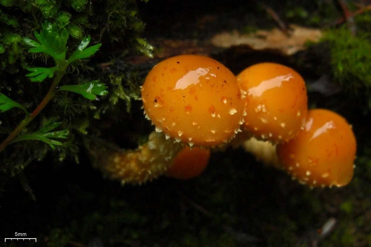 Image of Pholiota