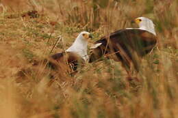 Image of African Fish Eagle