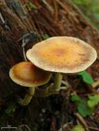 Leratiomyces squamosus (Pers.) Bridge & Spooner 2008 resmi