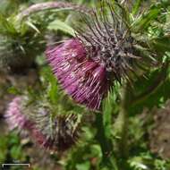 Image de Cirsium edule Nutt.