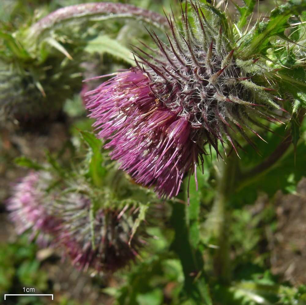 Image de Cirsium edule Nutt.