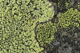 Image of Yellow map lichen;   World map lichen