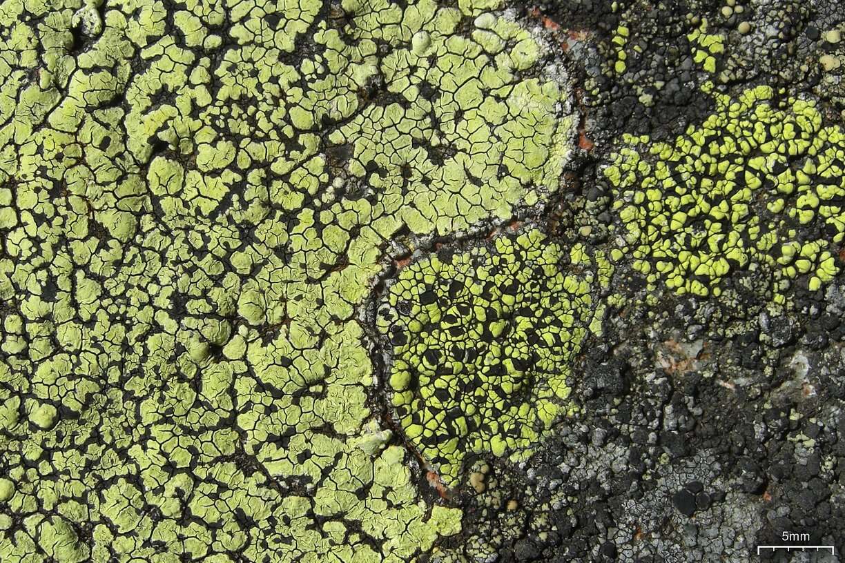 Image of Yellow map lichen;   World map lichen