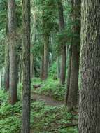 Image of western hemlock