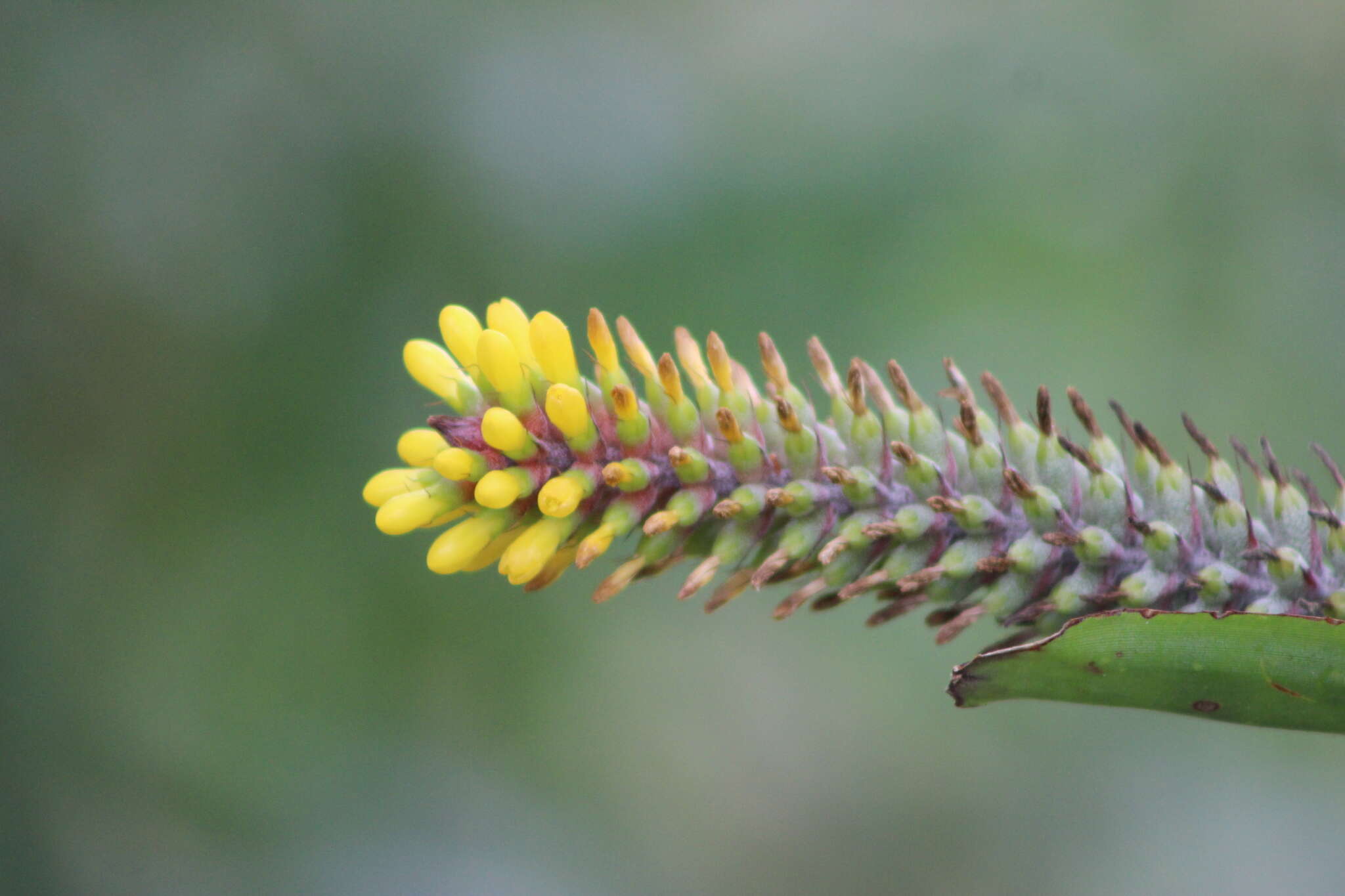 Image of Aechmea blumenavii Reitz