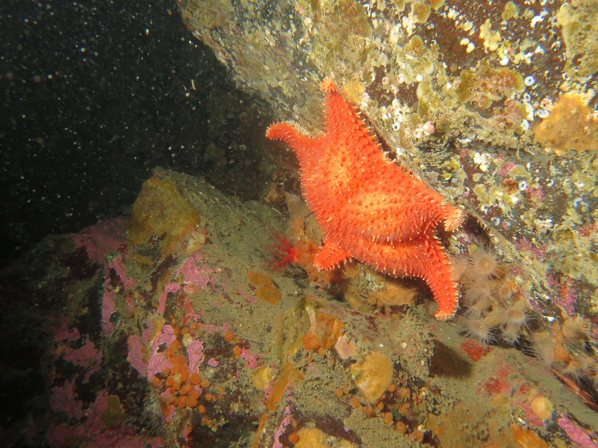 Image of Arctic cushion star