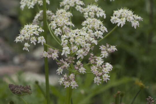 Image of Heracleum freynianum Somm. & Levier