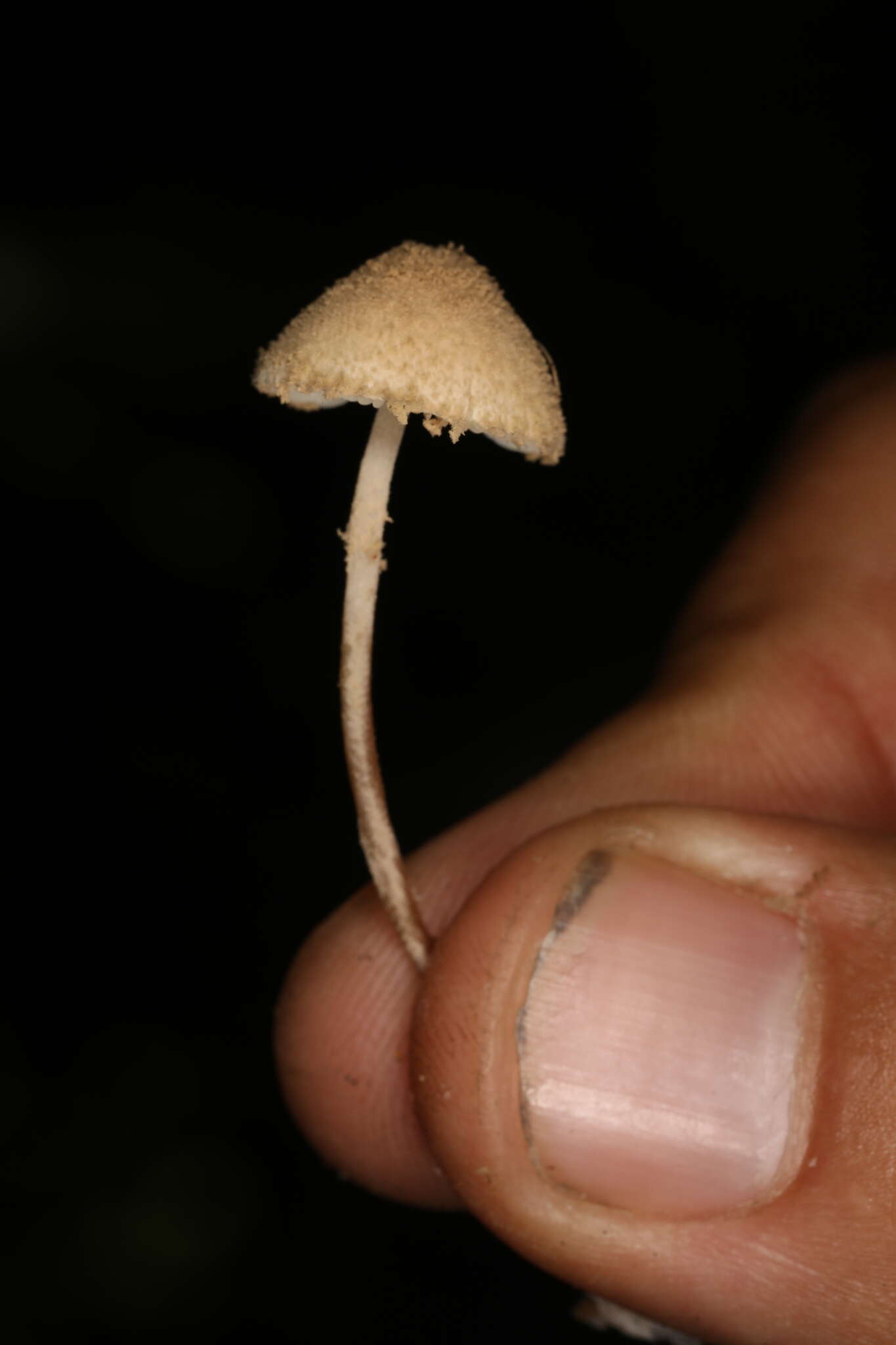 Image of Cystolepiota petasiformis (Murrill) Vellinga 2006