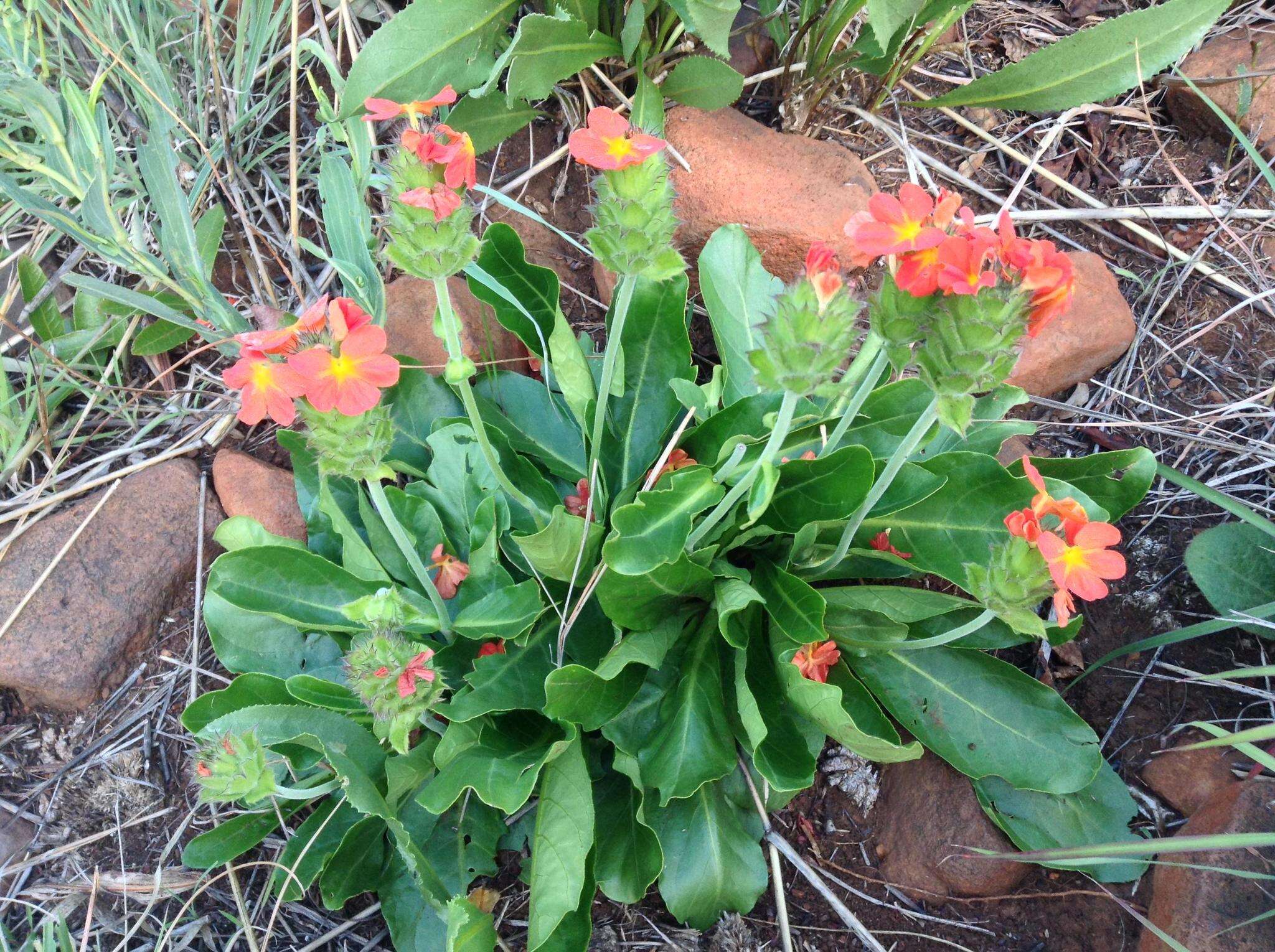 Image of Crossandra greenstockii S. Moore