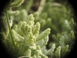 Image of Teucrium rouyanum Coste & Soulié