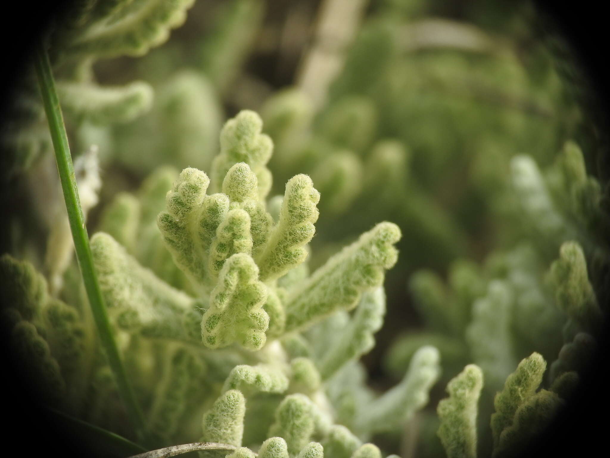 Image of Teucrium rouyanum Coste & Soulié