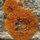 Image of Desert firedot lichen;   Orange lichen