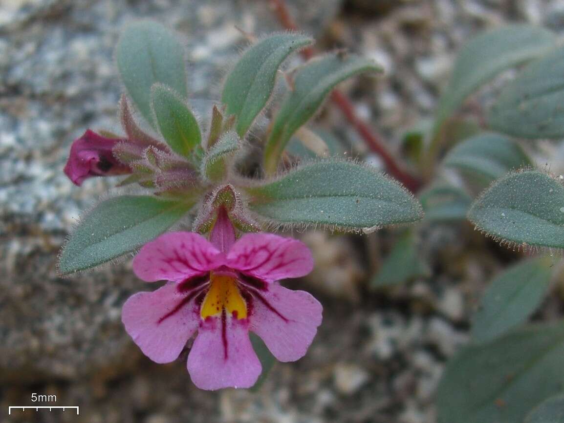 Plancia ëd Mimulus