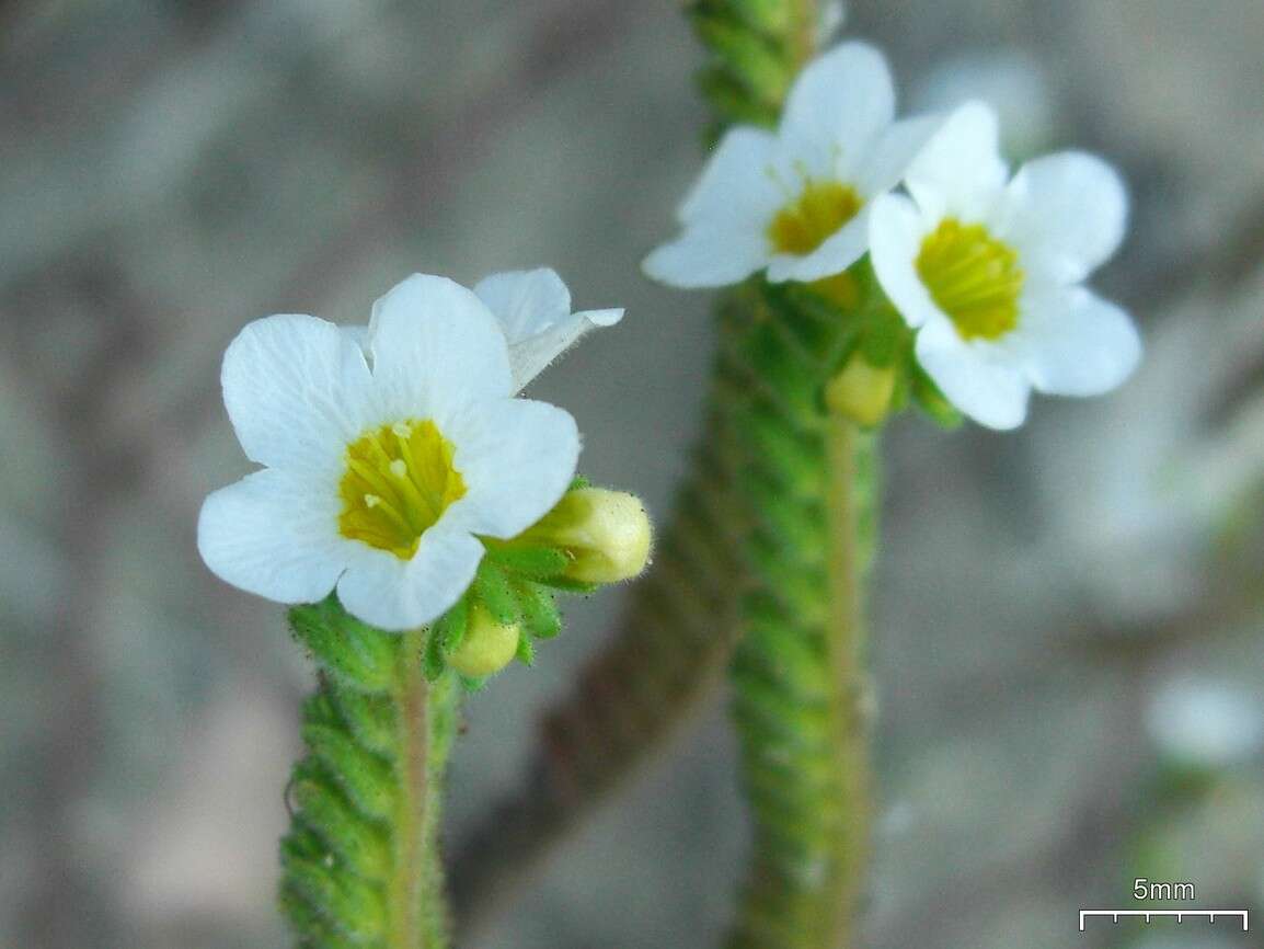 Image of shortlobe phacelia