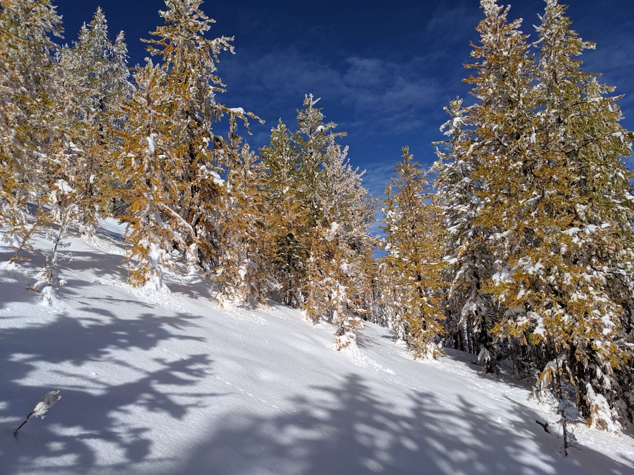 Image of Alpine Larch