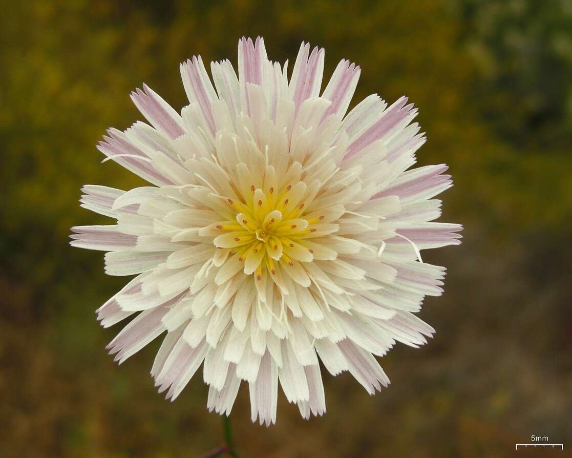 Imagem de Malacothrix saxatilis (Nutt.) Torr. & A. Gray