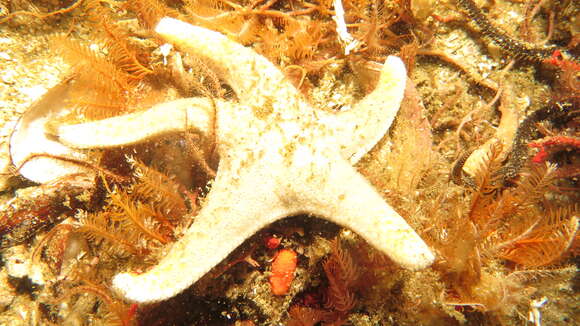 Image of Callopatiria formosa (Mortensen 1933)