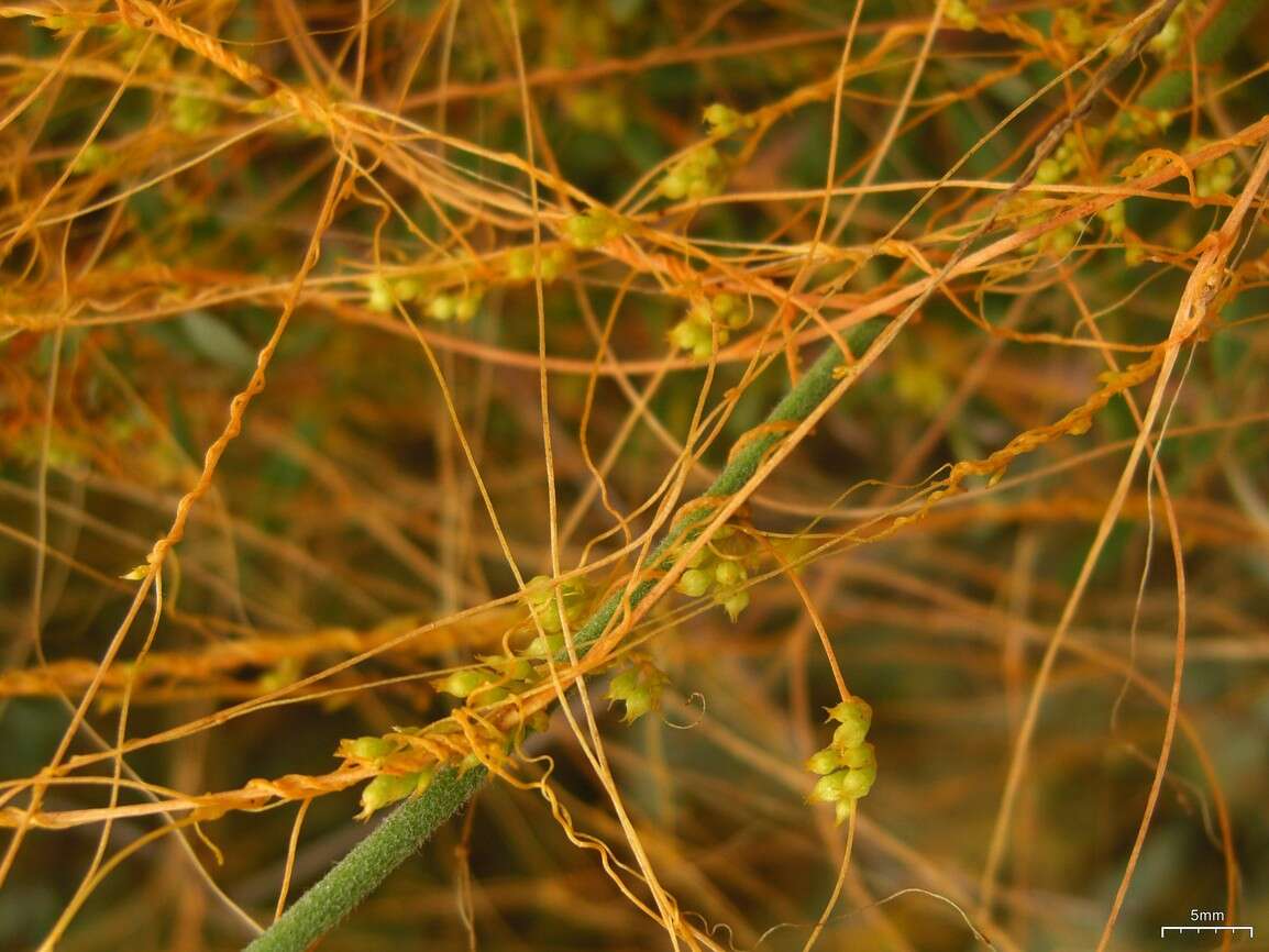 Image of chaparral dodder