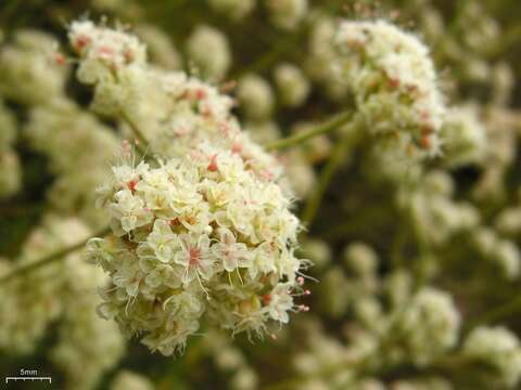 Imagem de Eriogonum fasciculatum Benth.