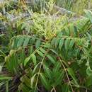 Rhus hypoleuca Champ. ex Benth. resmi