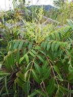 Image of Rhus hypoleuca Champ. ex Benth.