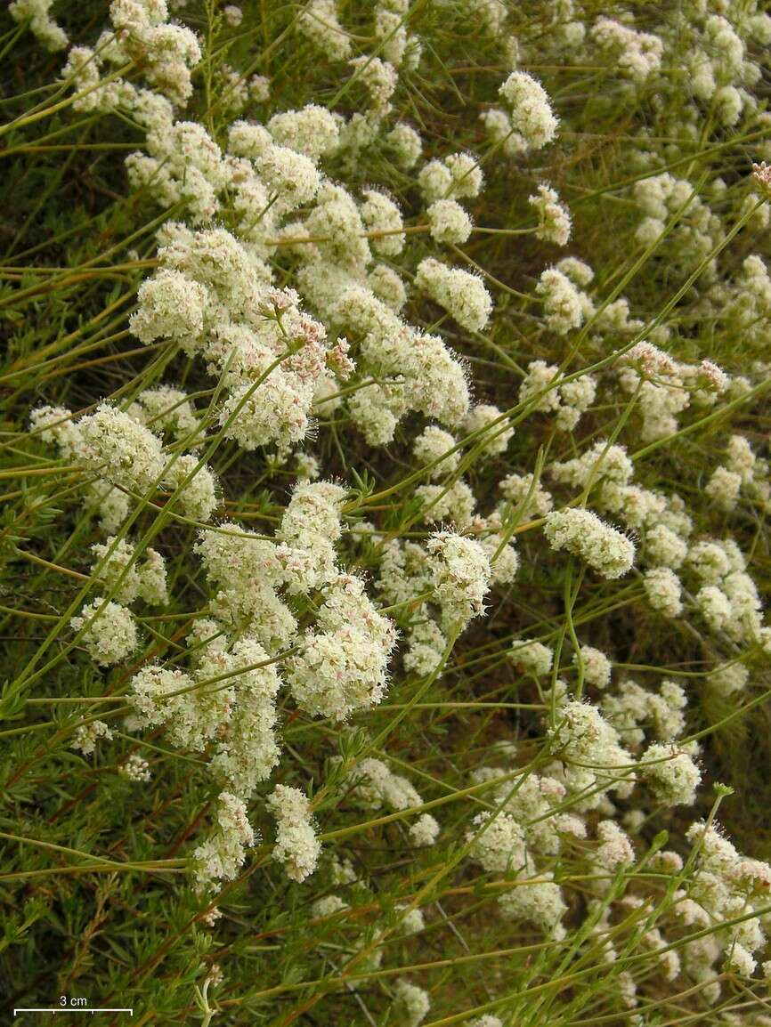 Imagem de Eriogonum fasciculatum Benth.