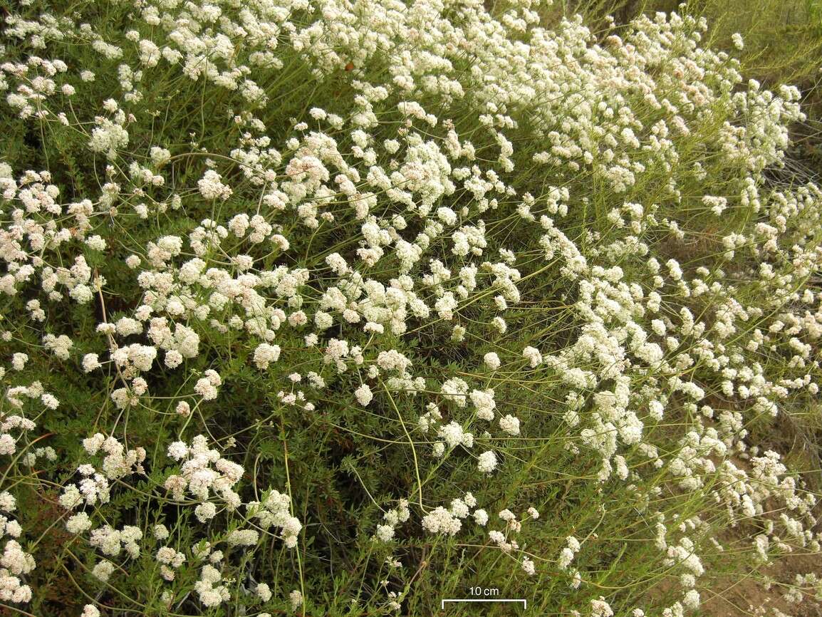 Imagem de Eriogonum fasciculatum Benth.