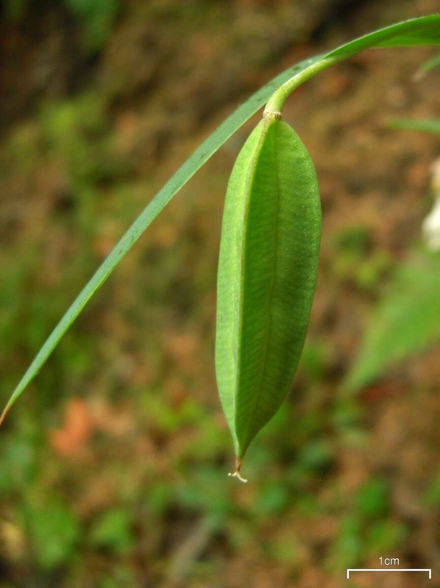 Imagem de Calochortus albus (Benth.) Douglas ex Benth.