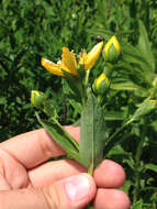 Image of great St. Johnswort