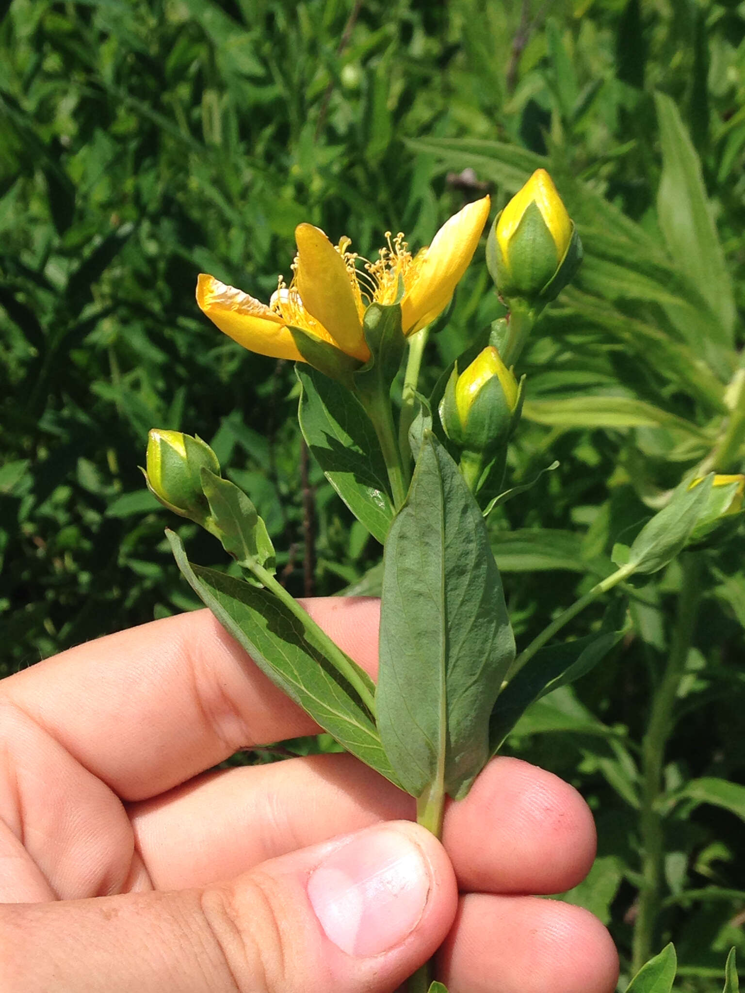 Image of great St. Johnswort