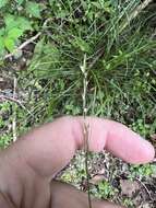 Image of Florida Keys Nut-Rush